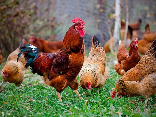 Породы куриц | ЗооТом - продажа, вязка и услуги для животных в Старой Руссе
