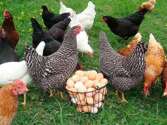 Содержание кур и уход за ними | ЗооТом - продажа, вязка и услуги для животных в Старой Руссе