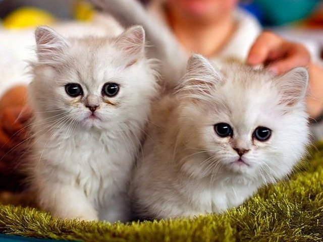 Породы кошек в Старой Руссе | ЗооТом портал о животных