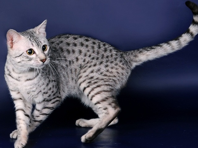Породы кошек в Старой Руссе | ЗооТом портал о животных