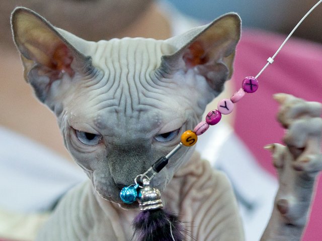 Выставки кошек в Старой Руссе | ЗооТом портал о животных