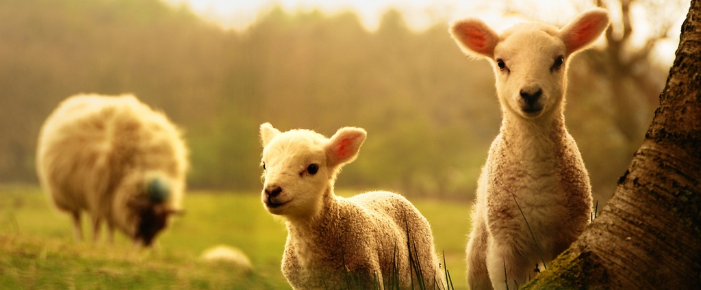 Объявления о сельскохозяйственных животных | ЗооТом - продажа, вязка и услуги для животных в Старой Руссе