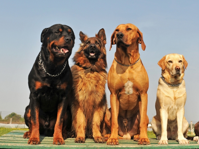 Крупные породы собак в Старой Руссе | ЗооТом портал о животных