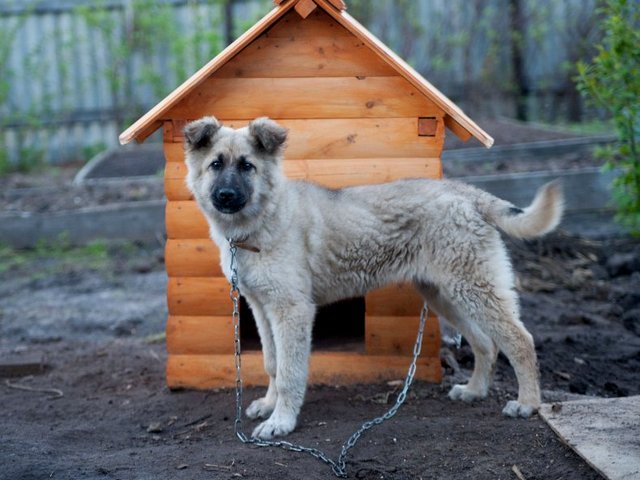 Все о собаках в Старой Руссе Все о собаках в Старой Руссе